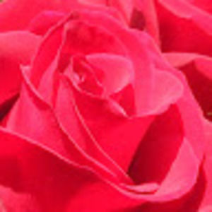 Meet your Posher, Katarina